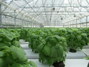 basil-2053350_1920